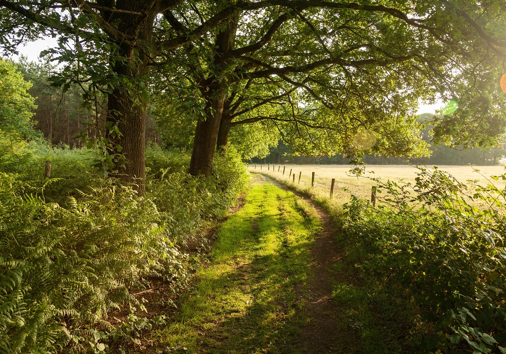 Beautiful shot of sunrise in the country road of netherlands